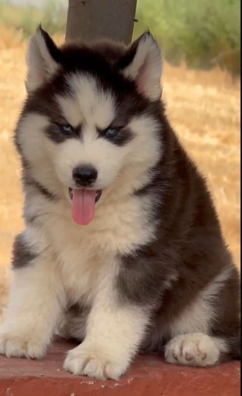 Siberian Husky angle 5